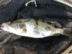 鳜鱼 在白天和晚上的视力是怎样的？